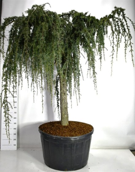 Cedrus atl. 'Glauca Pendula'
