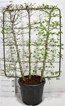 Carpinus betulus