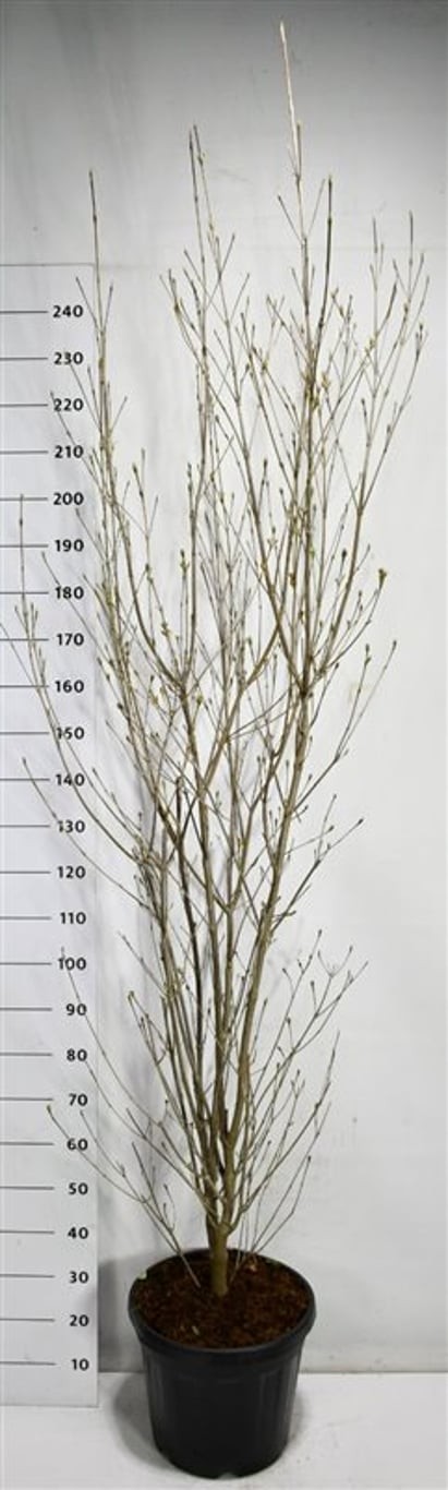 Cornus k. 'Milky Way'