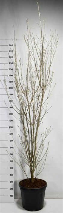 Cornus k. 'Milky Way'