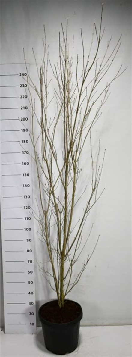 Cornus k. 'Weisse Fontaine'