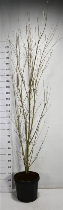 Cornus k. 'Weisse Fontaine'