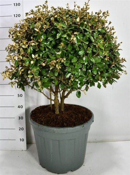 Elaeagnus ebbingei