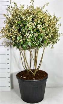 Elaeagnus ebbingei