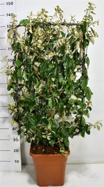 Elaeagnus ebbingei