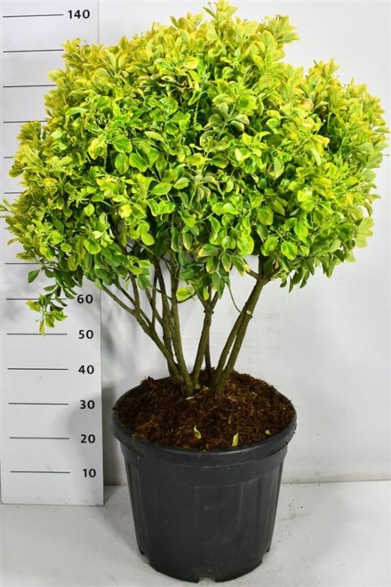Euonymus jap. 'Aureus'