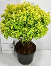 Euonymus jap. 'Aureus'
