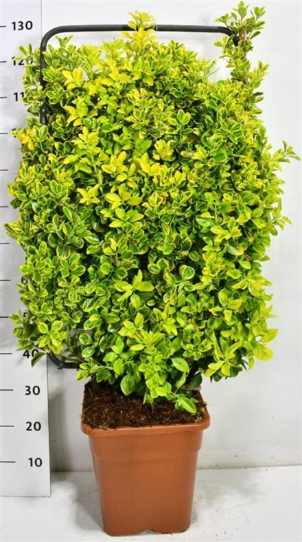 Euonymus jap. 'Aureus'
