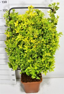 Euonymus jap. 'Aureus'