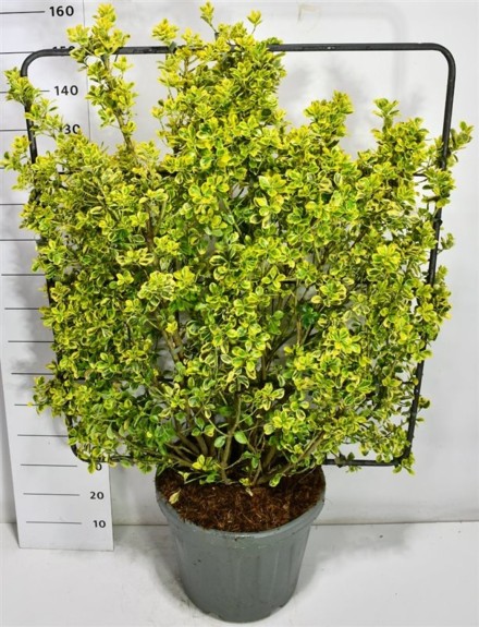 Euonymus jap. 'Aureus'