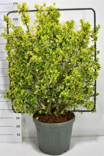 Euonymus jap. 'Aureus'