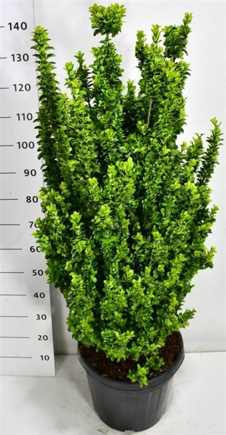 Euonymus jap. 'Benkomasaki'