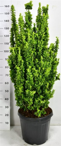 Euonymus jap. 'Benkomasaki'