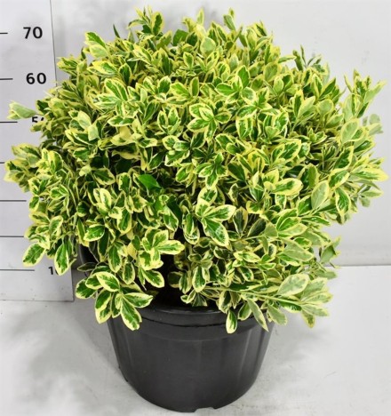 Euonymus jap. 'Bravo'