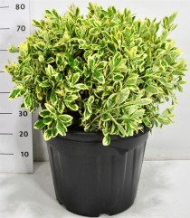 Euonymus jap. 'Bravo'