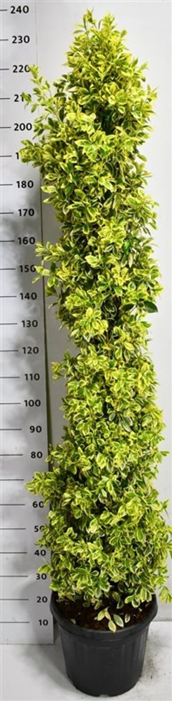 Euonymus jap. 'Bravo'