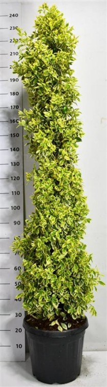 Euonymus jap. 'Bravo'