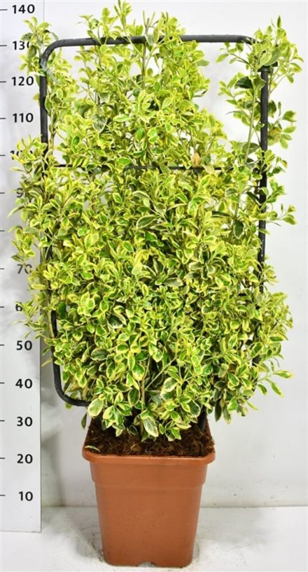 Euonymus jap. 'Bravo'