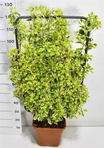 Euonymus jap. 'Bravo'