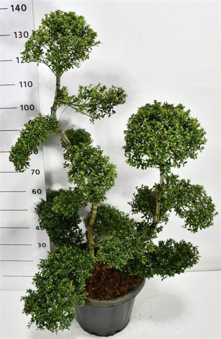 Ilex crenata ´Kin Me´