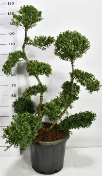 Ilex crenata ´Kin Me´