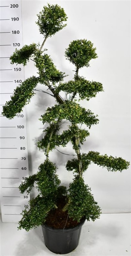 Ilex crenata ´Kin Me´