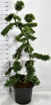 Ilex crenata ´Kin Me´