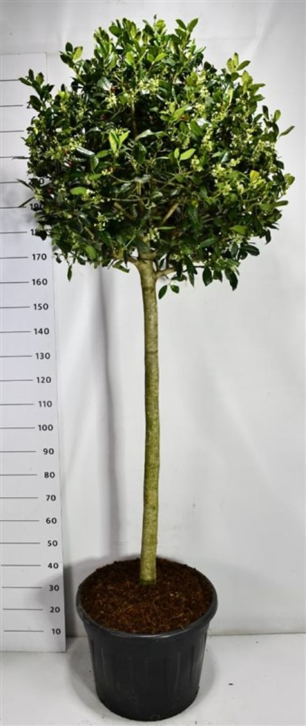 Ilex 'Nellie R. Stevens'