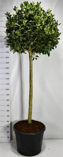 Ilex 'Nellie R. Stevens'