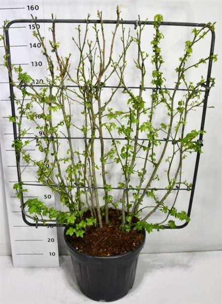 Liquidambar styraciflua