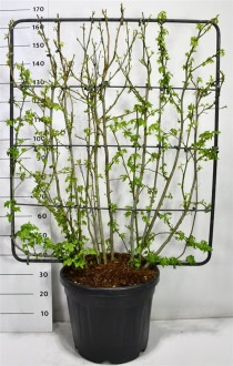 Liquidambar styraciflua