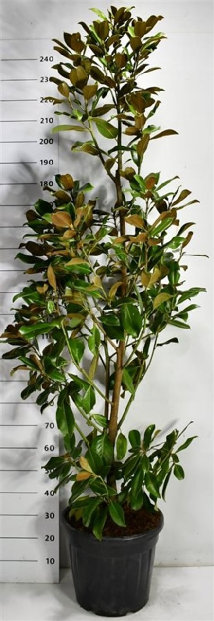 Magnolia grand. 'Goliath'