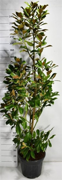 Magnolia grand. 'Goliath'