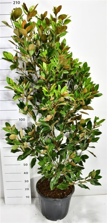 Magnolia grand. 'Little Gem'