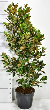 Magnolia grand. 'Little Gem'