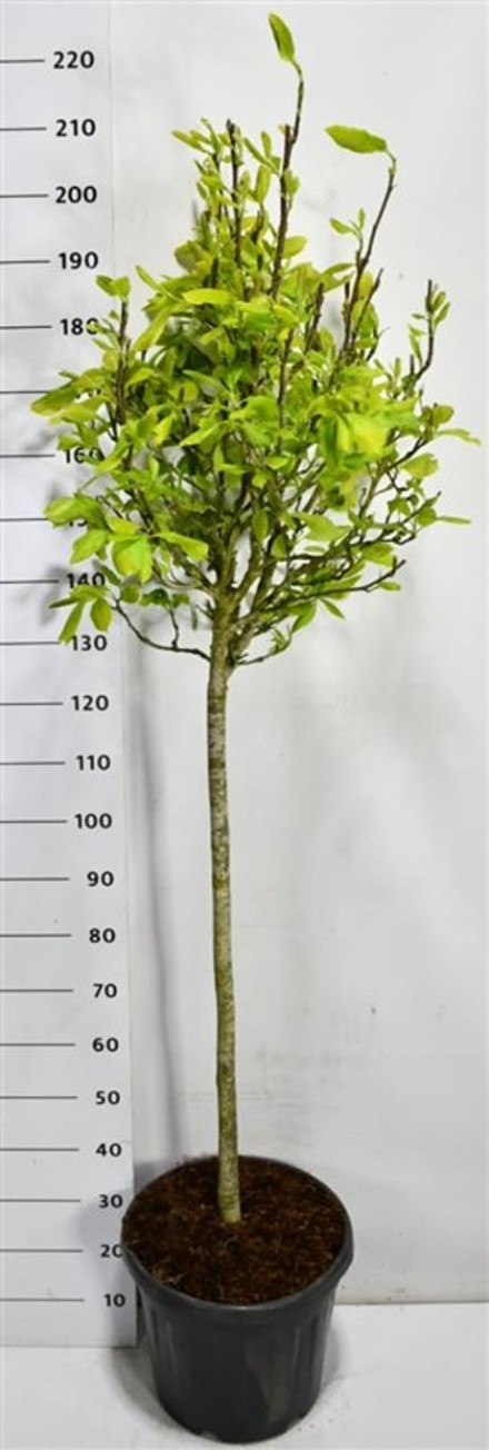 Magnolia soulangeana