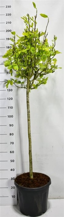 Magnolia soulangeana