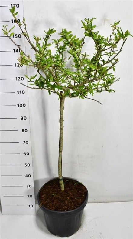 Magnolia st. 'Rosea'