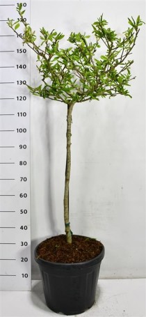 Magnolia st. 'Rosea'