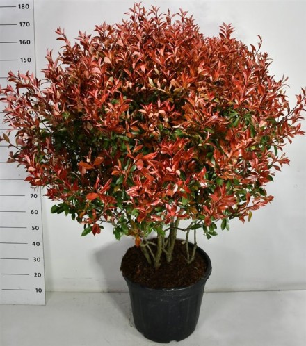 Photinia fraseri Carré Rouge