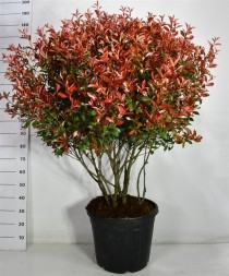 Photinia fraseri Carré Rouge