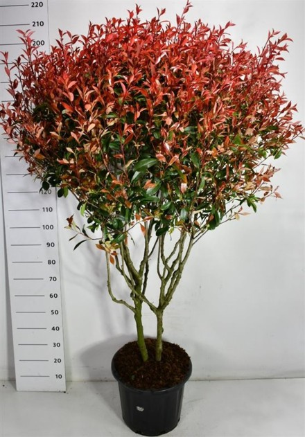 Photinia fraseri Carré Rouge