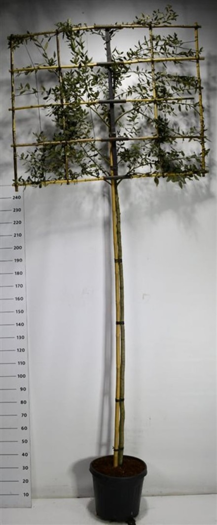 Quercus ilex