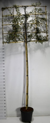 Quercus ilex
