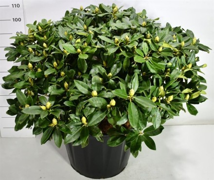 Rhododendron 'Gomer Waterer'