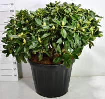 Rhododendron 'Gomer Waterer'