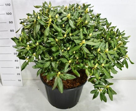 Rhododendron 'Nova Zembla'