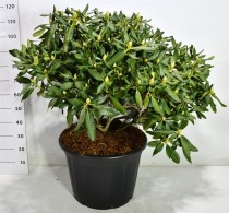 Rhododendron 'Nova Zembla'