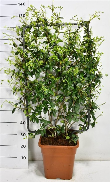 Trachelospermum jasminoides