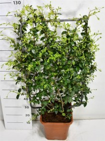 Trachelospermum jasminoides